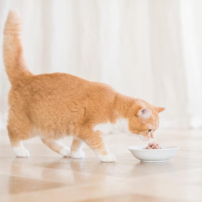 Schesir Cat Bio Kitten Monoprotéine Poulet Nourriture Humide pour Chatons 16 sachets x 85 g, vue 3