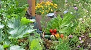 Démarrer un Potager Bio : Les Bases pour Bien Commencer