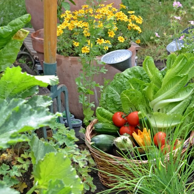 Démarrer un Potager Bio : Les Bases pour Bien Commencer