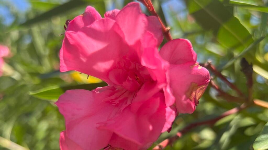 Comment et quand tailler les lauriers roses