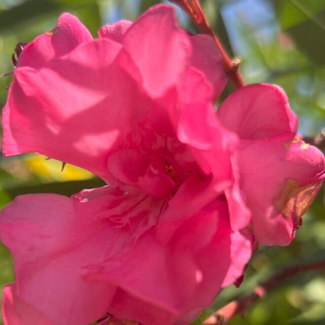 Comment et quand tailler les lauriers roses : Guide complet